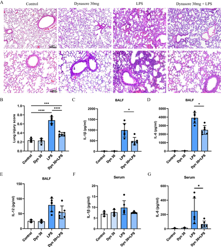 Figure 5 Dynasore alleviates lipopolysaccharide-induced acute lung injury in vivo. (A) The effects of dynasore (30 mg/kg) pretreatment on lung injury were assessed by H&E staining (representative images at ×200 and ×100) 24 h after the intratracheal instillation of LPS (10 mg/kg). Scale bars, 100 μm/200 μm. (B) Lung injury scores were calculated according to the severity of lung injury. (C–G) Assays of IL-1β, IL-6, and IL-12 cytokines in BALF and serum in 4 groups of mice: control group and dynasore 30 mg group, LPS group, and dynasore 30 mg + LPS group, n = 6. The experiments were independently repeated 3 times. Data (B–G) are shown as the mean ± SD (n = 3). *p < 0.05; ***p < 0.001; ****p < 0.0001.
