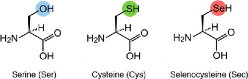 Figure 4. Structures of the amino acids serine, cysteine, and selenocysteine.