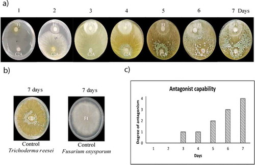 Figure 2. Assessment of antagonistic activity of T. reesei C2A against F. oxysporum F1. a) Dual plate culture essay in PDA exhibiting the antagonistic capacity of T. reesei C2A to inhibit the growth of F. oxysporum mycelia. b) Growth of positive controls in PDA. C) Antagonist capability of T. reesei C2A using a 0–4 scale as stated by [Citation28]
