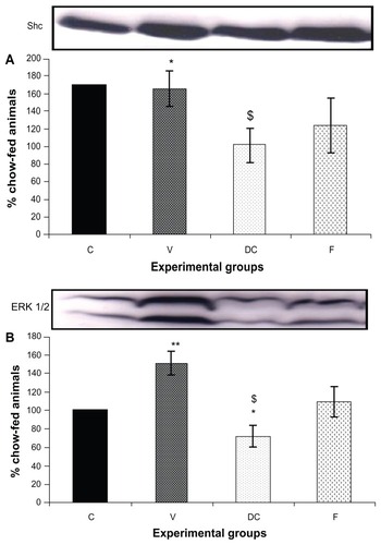 Figure 5 Protein expression of (A) Shc, and (B) ERK1/2, in rat skeletal muscle.