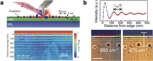 Figure 16. Polaritons in van der Waals heterostructures. (a) near-field image of low-loss graphene plasmons in hBN/Graphene/hBN heterostructures [Citation125]. Upper panel: side-view sketch of near-field measurement of back-gate graphene encapsulated by hBN layers. Bottom panel: representative near-field image with incident wavelength at 10.6 μm. The graphene edge is marked as black dashed line. (b) Hybridized plasmon–phonon polaritons in graphene/hBN heterostructures [Citation126]. Upper panel: experimentally extracted wavelength of plasmon-phonon polaritons. Bottom panel: representative near-field images of polaritons. The graphene edge is marked by red dashed lines. The incident frequency is 950 and 970 cm−1, respectively. Scale bar, 500 nm. (a) Reproduced with permission [Citation125]. Copyright 2014, Nature Publishing Group. (b) Reproduced with permission [Citation126]. Copyright 2016, Wiley-VCH.