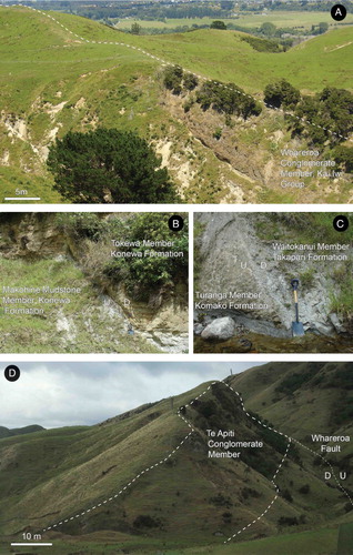 Figure 4. Photographs of observed fault planes and dip slopes in the Lower Pohangina Valley. A, Whareroa Conglomerate Member, Kai Iwi group forming a dip slope 35°@280 on Broadlands Station, Lower Pohangina Valley (WGS84 40°15′37.78′′S, 175°47′07.41′′E, elevation 127 m). B, Exposure of a normal fault in an unnamed tributary of the Pohangina River, informally referred to here as Scrimmy’s Stream (Fig 2). This fault is interpreted to be antithetic to the Raukawa Fault located at depth, Broadlands Station, Lower Pohangina Valley (WGS84 40°16′50.47′′S, 175°46′46.25′′E, elevation 98 m). C, Antithetic fault plane dipping 75° west, associated with the Raukawa Fault, south branch of Whareroa Stream, Broadlands Station, Lower Pohangina Valley, Manawatu (WGS84 40°14′53.57′′S 175°48′40.18′′E, elevation 221 m). Note the amount of offset in this area is such that Takapari Formation is offset beside Komako Formation. D, Te Apiti Conglomerate Member of Konewa Formation forms the ridge coming to the foreground. The high angle dip slope (52°@275°) is formed by movement on the Whareroa Fault located in the far right of this image, Maungatukurangi Stream, Broadlands Station, Lower Pohangina Valley.