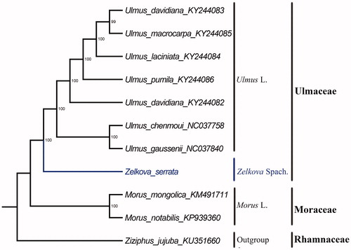 Figure 1. The ML phylogenetic tree for Z. serrata based on other 10 species (seven in Ulmaceae, two in Moraceae and one in Rhamnaceae) chloroplast genomes.