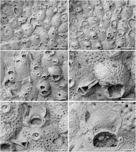 Figure 2. Microporella gladirostra sp. nov. A–D, Holotype GNS BZ 345, Miocene (Otaian = Aquitanian or Burdigalian), White Rock Limestone Formation, White Rock Limestone Quarry, Karetu River, North Canterbury, New Zealand. A, B, Groups of autozooids, some ovicellate, with most commonly four and exceptionally five (see black asterisks in A) and six (see white asterisk in A) oral spine bases (scale bars = 500 µm). Asterisks in B indicate zooids with pores in the proximal peristome. C, Close-up of autozooids, two of which with complete ooecium. The zooid in the centre shows an avicularium with the long, slender rostrum preserved, while the zooid on the bottom right (see asterisk) shows an intramural budded avicularium (scale bar = 200 µm). D, Close-up of ovicell and avicularium (scale bar = 100 µm). E, F, Paratype GNS BZ 346, same details as holotype. E, Close-up of ascopore, orifice with four oral spine bases and avicularium (scale bar = 100 µm); F, close-up of an orifice showing the smooth proximal margin (scale bar = 50 µm).