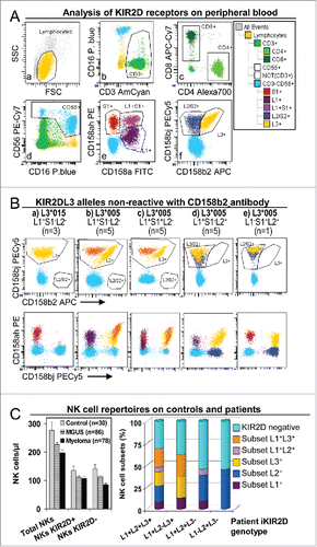 Figure 1. NK cell repertoires in peripheral blood of controls and patients. (A) Analysis of KIR2D expression in peripheral blood NK and T cells. Gates to identify total lymphocyte (a), as well as CD3+ (b), CD4+ and CD8+ (c), CD16+CD56+ (d), KIR2DS1+, L1+ and L1+S1+ (e), and KIR2DL2/S2+ and L3+ (f) subsets were set in appropriate dotplots.Citation35 These gates were logically combined to assigned KIR2D expression to CD3+CD4+, CD3+CD8+ and CD3−CD16+CD56+ (NK) lymphocytes in a representative patient with the KIR2DL1+S1+L2/S2+L3+ genotype. (B) Special analyses were implemented for patients with KIR2DL3 alleles that were non-reactive with anti-KIR2DL3 antibody clone 180701 (presumably KIR2DL3*005 or *015 alleles).Citation36 As described, KIR2DL3*005 was cross-reactive with anti-KIR2DL1/S1 antibody clone EB6 but not with KIR2DL1 antibody clone 143211. In these patients, the possibility of three genetic backgrounds required cytometric analysis to be adapted: (1) for KIR2DL2− individuals (a, b and c; n = 13) all cells stained with CD158b/j (clone GL183) were assigned as L3+ (yellow and orange), disregarding alleged-alleles *005 and/or *015 were homozygous (a, n = 3 ), or heterozygous with others KIR2DL3 alleles (orange) which are reactive with the CD158b antibody (b, n = 5 and c, n = 5); (2) for KIR2DL2+ individuals (d and e; n = 6) cells co-reacting with anti-CD158b/j and CD158a/h antibodies were assigned as L3+ (yellow), and cells that were non-reactive with CD158a/h antibody as L2+ (dark blue); (3) for KIR2DS1+/KIR2DL3*005 individuals (c and e; n = 6 ), S1+ cells were considered only as those that reacted with CD158a/h but not with CD158a nor CD158bj antibodies (violet and red, in c and e, respectively). (C) NK cell repertoires in peripheral blood of controls and patients. Left, no differences in the number (cells/μL) of total NK cells (CD3−CD16+CD56+) or NK cells expressing KIR2D receptors (KIR2D+) or not (KIR2D−) between controls and MGUS or myeloma (SMM+MM) patients were detected by using CD158a/h+CD158bj antibodies. Right, distribution of peripheral blood NK cell subsets (percent of total NK cells) expressing KIR2DL1, and/or KIR2DL2/S2 and/or KIR2DL3, in total patients (MGUS+SMM+MM) with different KIR2D genotypes. KIR2DL1−L2+L3− showed only KIR2DL− or KIR2DL2+ clones.