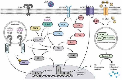 Figure 2. Proteins-mediated active inflammatory responses during JEV infection. The symbol “?” denotes the unidentified upstream regulator. Created with the web-based BioRender tool (BioRender.com)