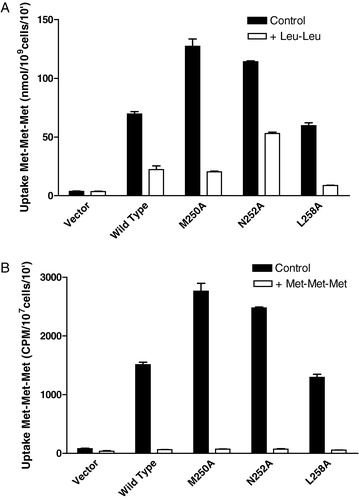 Figure 6. Effect of 10-fold excess unlabeled Leu-Leu or Met-Met-Met on 14C-Met-Met-Met transport in cells expressing wild-type or TM5 mutant transporters. Cells expressing the wild- type or mutant (F247A, M250A, L258A) Ptr2p constructs were grown under inducing conditions as described in Experimental procedures. Each point was determined in triplicate and results reported as the mean of the replicate values plus or minus standard deviation. In some cases error bars are present but not visible. Cells lacking Ptr2p (Vector) were used as a negative control. (a) The 10 min. accumulation of 14C-Met-Met-Met (160 µM) in the presence (open boxes) or absence (dark boxes) of 1.6 mM Leu-Leu. (b) The 10 min accumulation of 14C-Met-Met-Met (160 µM) in the presence (open boxes) or absence (dark boxes) of 1.6 mM Met-Met-Met.