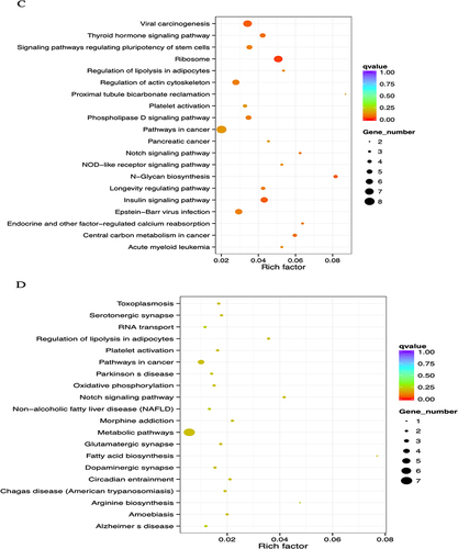 Figure 2 GO and KEGG enrichment analysis of DMR-related genes. (A) The Most Enriched of GO terms in CG Hyper DMR promoter genes. (B) The Most Enriched of GO terms in CG Hypo DMR promoter genes. (C) Statistics of Pathway Enrichment CG Hypo DMR promoter genes. (D) Statistics of Pathway Enrichment CG Hyper DMR promoter genes.