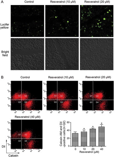 Figure 2. Resveratrol promoted GJIC in CBRH7919 cells. (A) Resveratrol intensified the spread of Lucifer yellow from the wounded cells to the neighboring cells, as shown by the scrape loading/dye transfer assay. (B) Double-fluorescence assay showing the promotion of GJIC by resveratrol in CBRH7919 cells. Q1: recipient cells (calcein− DiI+), Q4: donor cells (calcein+ DiI−), Q2: DiI- and calcein-positive cell populations indicating the extent of GJIC, Q3: calcein− DiI− cells. *P < 0.05 vs. control group. Calcein, transferable green dye, passes readily through gap junctions, whereas Dil as a lipophilic red fluorescent dye does not.