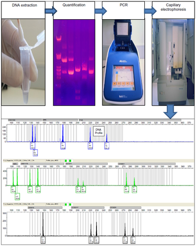 Figure 1 Steps involved in DNA profiling. Profiling starts with isolation of DNA by a process called DNA extraction, followed by quantification of the DNA in the sample, then amplification of short tandem repeat loci, separation of the short tandem repeat products, and finally, interpretation of the genotype data.