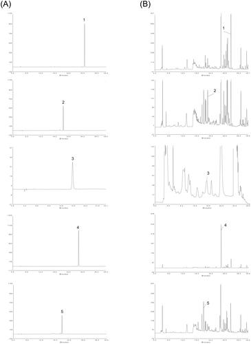 Figure 2. HPLC chromatograms of M-BYF at 270 nm. Representative chromatograms of standard reference compounds (A) and M-BYF (B) were shown respectively. (1) Icariin, (2) calycosin-7-glucoside, (3) catalpol, (4) baicalin and (5) paeoniflorin.