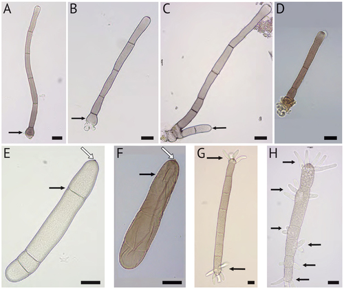 Figure 1. Conidiophores (A–D) and ungerminated (E–F) and germinated (G–H) macroconidia of Bipolaris gigantea. Structures were taken from taken from plug-inoculated hemp leaves (A, B, C, E, G, and H) or the type specimen (D, F). A and B. Conidiophores with bulbus basal ends (arrows). C. Conidiophore with a second conidiophore (arrow) arising from the same basal cell. D. Conidiophore from herbarium specimen. E and F. Macroconidia with distosepta (black arrows) and slightly protrudent hila (white arrows). G. Macroconidium with bipolar germination (indicated by arrow at each end). H. Macroconidium germinating from each cell (arrows). Bars = 20 µm.