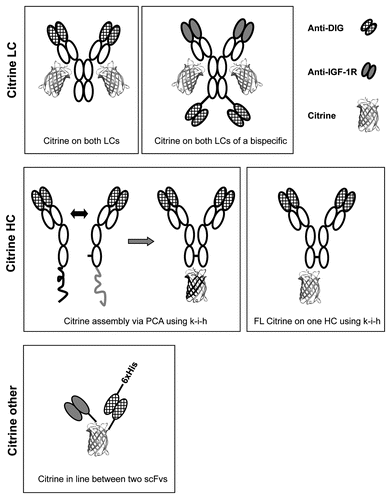 Figure 1 Composition of antibody-Citrine fusion protein formats. Three general formats were generated: either Citrine was added to the C-termini of the light chains (LC) (top row) or to the C-termini of the heavy chains (HC) (middle row) or Citrine was inserted between two single chain Fvs (scFvs) (bottom row). The two different heavy chain formats both use the “knobs-into-holes” technology. One format uses protein complementation (PCA) to generate a full Citrine molecule from two halves, the other format has full length (FL) Citrine at the C-terminus of only one HC. The format with two scFvs has a Hexa-Histidine tag (6x-His) for purification. The variable antibody regions used targeted either the DIG hapten (anti-DIG) or the IGF-1 receptor (anti-IGF-1R).