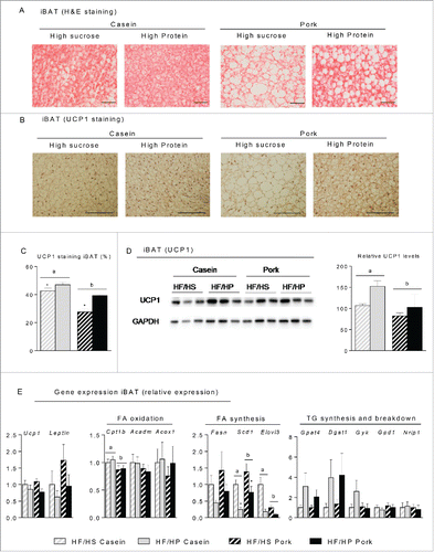 Figure 5. Effect of high fat diets with high and low protein:carbohydrate ratios on histological appearance, protein and gene expression in interscapular brown adipose tissue (iBAT). Male C57BL/6J mice were fed a high fat diet with a low protein:carbohydrate ratio (HF/HS) or a high protein:carbohydrate ratio (HF/HP) using casein or pork as protein sources for 11 weeks. The mice were feed-deprived 4 h before termination. (A) Sections of iBAT (n = 4) were stained with eosin and hematoxylin (H&E), scalebar = 100 μm and (B) Sections of iBAT (n = 4) were immunohistologically stained with an UCP1-antibody and (C) the area quantified, scalebar = 200μm. (D) UCP1 was detected by Western-blotting (n = 6) and the expression levels were quantified. (E) Expressions of uncoupling protein 1 (Ucp1) and Leptin were measured in addition to genes involved in fatty acid oxidation, carnitine palmitoyltransferase 1b (Cpt1b), acyl-Coenzyme A dehydrogenase, medium chain (Acadm) and acyl-Coenzyme A oxidase 1 (Acox1), fatty acid synthesis, fatty acid synthase (Fasn), stearoyl-Coenzyme A desaturase 1 (Scd1) and elongation of very long chain fatty acids (Elovl3) and triacylglycerol synthesis- and breakdown, microsomal CoA:glycerol-3-phosphate acyltransferase 4 (Gpat4), diacylglycerol acyltransferase 1 (Dgat 1), glycerol kinase (Gyk) glycerol-3-phosphate dehydrogenase 1 (Gpd1) and nuclear receptor interacting protein 1 (Nrip1). Expression levels were normalized to TATA-box binding protein (Tbp). Gene expression data represent mean ± SEM (n = 9). Significant difference (p < 0 .05) between the protein sources are presented with different letters and differences between high and low protein:carbohydrate ratio with *.