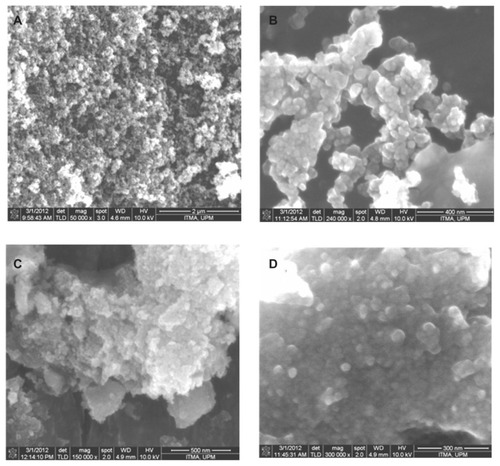 Figure 5 Field emission scanning electron microscopy images of (A) iron oxide magnetic nanoparticles at 50,000× magnifications, (B) iron oxide nanoparticles at 240,000× magnification, (C) iron oxide nanoparticles coated with chitosan and gallic acid at 150,000× magnification, and (D) iron oxide nanoparticles coated with chitosan and gallic acid at 300,000× magnification.