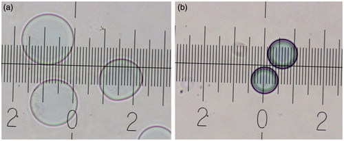 Figure 5. Optical microscopy images of beads (a) with negative outer surface, (b) with positive outer surface (each major mark indicates a distance of 50 µm).