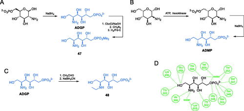 Scheme 11. (A–C) Synthesis of transition state cis-enolamine analogues. (D) ADGP binding at E. coli GlcN-6-P synthase ISOM active site (based on pdbid: 1mos); H-bonds are shown by dashed lines.
