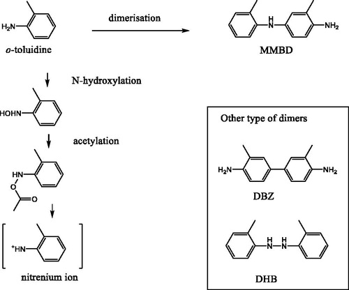 Figure 13. Conversion of o-toluidine to its reactive nitrenium ion via N-hydroxylation and subsequent acetylation, and to MMBD via head-to-tail dimerization. For comparison, the structures of the dimers resulting from tail-to-tail dimerization (DBZ) and head-to-head dimerization (DHB) are also shown.
