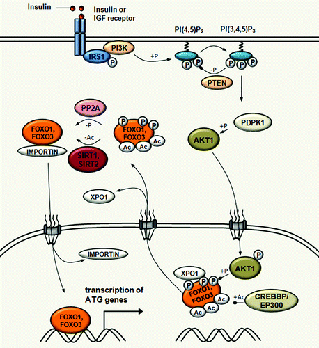 Figure 3. Acetylation-mediated control of FOXO transcription factor activity in autophagy regulation. SIRT1 induces autophagy through the deacetylation of FOXO1 upon starvation. SIRT1 also deacetylates FOXO3, which is required for the transcriptional activation of genes that are involved in autophagosome formation, such as MAP1LC3, PIK3C3, GABARAPL1, ATG12, ATG4, BECN1, ULK1 and BNIP3. In fed conditions, EP300-CREBBP acetyltransferases increase FOXO1 and FOXO3 acetylation, which results in decreasing their DNA binding activity and in increasing their sensitivity to phosphorylation. In response to insulin, FOXO1 and FOXO3 are phosphorylated by AKT1 leading to its dissociation from DNA and subsequent export to the cytoplasm through XPO1/CRM1-mediated export.