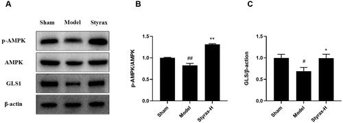 Figure 10. Validation of the effect of styrax on AMPK/GLS pathway in rat brain tissue based on Western blot (n = 3). (A) representative protein levels of p-AMPK, AMPK, GLS, and β-actin. (B) Semi-quantification of the density ratio of p-AMPK/AMPK. (C) Semi-quantification of the density ratio of GLS/β-actin. The graph outlines their relative levels, #p < 0.05, ##p < 0.01 vs. Sham group; *p < 0.05, **p < 0.01 vs. Model group.