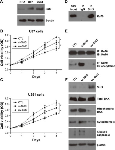 Figure 3 Sirt3 enhances glioma cell viability.