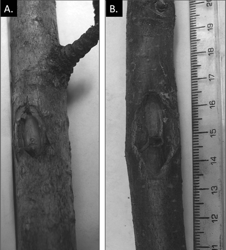 Fig. 1. Response of Alnus fruticosa to inoculation with Valsa melanodiscus. Examples of canker development from the BNZ-South wooded transect (A) and roadside transect (B).