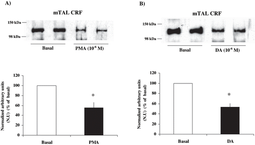 Figure 4. Effect of PKC stimulation on α1-subunit Na+ K+ ATPase phosphorylation degree at Ser-23 in mTAL microdissected segments from CRF rats. Na+ K+ ATPase α1-subunit phosphorylation degree at Ser-23 in immunoblots mTAL segments in CRF rats and under (a) phorbol 12-myristate 13-acetate (PMA) 10−6 M, a specific PKC agonist, or (b) dopamine (DA) 10−6 M. The immunoblot was performed with a monoclonal antibody (McK-1) against dephosphorylated PKC site, Ser-23, of the Na+ K+ ATPase α1-subunit. Values are means ± SEM and were expressed as percentage of normalized arbitrary units over basal. Normalized arbitrary units were obtained as Na+ K+ ATPase α1-subunit expression with McK-1 antibody / total Na+ K+ ATPase α1-subunit expression with common antibody per μg protein in microdissected tubule (see Table 2). Densitometric analysis of all samples revealed a decrease in immunosignal (higher phosphorylation) of Na+ K+ ATPase α1-subunit under PMA and DA in mTAL segments of CRF rats. *p < 0.05, as compared with basal in CRF rats.