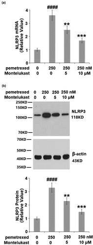 Figure 4. Montelukast suppressed pemetrexed-induced activation of NLRP3. (a). mRNA level of NLRP3; (b). Protein level of NLRP3 (####, P < 0.0001 vs. vehicle; **, ***, P < 0.01, 0.001 vs. pemetrexed treatment group).