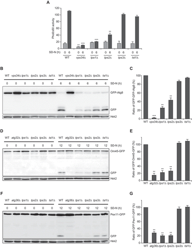 Figure 1. The catalytic subunits of trehalose synthase, Tps1 and Tps2, positively regulate autophagic flux under nitrogen starvation. (A) Wild-type (WT) (YTS159), vps34Δ (BK0001), tps1Δ (BK0002), tps2Δ (BK0003), tps3Δ (BK0004), and tsl1Δ (BK0005) cells were grown to early log phase in SC medium (SD-N 0 h) and incubated in SD-N medium for 6 h. Pho8Δ60 alkaline phosphatase activity of each sample was measured as described in Materials and methods. (B) WT (BK0006), vps34Δ (BK0007), tps1Δ (BK0008), tps2Δ (BK0009), tps3Δ (BK0010), and tsl1Δ (BK0011) cells expressing GFP-Atg8 were grown to early log phase in SC medium (SD-N 0 h) and incubated in SD-N medium for 6 h. GFP-Atg8 processing was analyzed by immunoblotting using an anti-GFP antibody. Hxk2 was used as a loading control. Data are representative of at least three independent experiments. (C) Quantification of autophagic activity at 6 h of nitrogen starvation is represented as a percentage of the ratio of GFP to GFP-Atg8 and normalized against that of WT cells, which was set to 100%. (D) WT (BK0012), atg32Δ (BK0013), tps1Δ (BK0014), tps2Δ (BK0015), tps3Δ (BK0016), and tsl1Δ (BK0017) cells expressing Om45-GFP were grown to early log phase in SC medium (SD-N 0 h) and incubated in SD-N medium for 12 h. Om45-GFP degradation was analyzed by immunoblotting using an anti-GFP antibody. Hxk2 was used as a loading control. Data are representative of at least three independent experiments. (E) Quantification of mitophagic activity at 12 h of nitrogen starvation is represented as a percentage of the ratio of GFP to Om45-GFP and normalized against that of WT cells, which was set to 100%. (F) WT (BK0018), atg36Δ (BK0019), tps1Δ (BK0020), tps2Δ (BK0021), tps3Δ (BK0022), and tsl1Δ (BK0023) cells expressing Pex11-GFP were grown to early log phase in SC medium (SD-N 0 h) and incubated in SD-N medium for 12 h. Pex11-GFP degradation was analyzed by immunoblotting using an anti-GFP antibody. Hxk2 was used as a loading control. Data are representative of at least three independent experiments. (G) Quantification of pexophagic activity at 12 h of nitrogen starvation is represented as a percentage of the ratio of GFP to Pex11-GFP and normalized against that of WT cells, which was set to 100%. (A, C, E, and G) Values are the mean of three independent experiments and the error bars indicate the standard deviation. P-values were determined by two-tailed Student’s t-test (***P < 0.001, **P < 0.01, *P < 0.05)