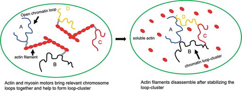 Figure 2. Active movements of chromatin loops inside the nucleoplasm.