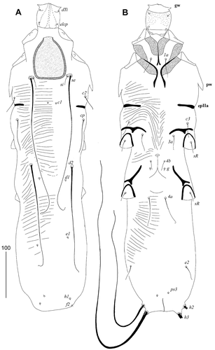 Figure 1. Calamicoptes hoazinus n. sp., female: (a) – dorsal view; (b) – ventral view. Abbreviations: gw – gnathosomal wing, pw – prodorsal wing, ep – epimerites IIa