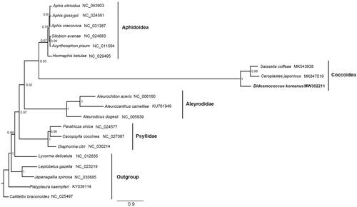 Figure 1. Phylogenetic tree inferred from Bayesian analysis of the nucleotide of the 13 PCGs and 2 rRNA genes. The nodal numbers indicate the posterior possibility. Genbank accession numbers for the sequences are indicated next to the species names. The newly sequenced species are indicated in bold.