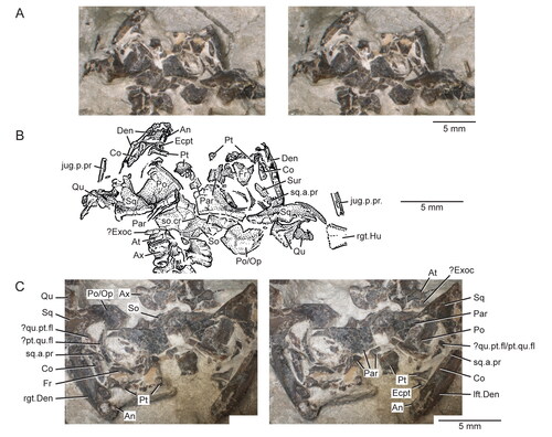 Figure 3. Posterior portion of the skull and lower jaws of the holotype specimen (USNM PAL 722041, ‘skeletal block’) of Opisthiamimus gregori gen. et sp. nov. A, extended depth of field (EDF) stereophotopair in dorsal view; B, interpretive camera lucida drawing for A; C, EDF stereophotopair in anterodorsal view. Abbreviations: An, angular; At, atlas or presacral vertebra no. 1; Ax, axis or presacral vertebra no. 2; Co, coronoid; Den, dentary; Ecpt, ectopterygoid; ?Exoc, possible exoccipital; Fr, frontal; jug.p.pr, posterior process of the jugal; lft.Den, left dentary; Par, parietal; Po, prootic; Po/Op, prootic/opisthotic; Pt, pterygoid; ?pt.qu.fl, possible quadrate flange of the pterygoid; Qu, quadrate; ?qu.pt.fl, possible pterygoid flange of the quadrate; rgt.Den, right dentary; rgt.Hu, right humerus; So, supraoccipital; so.cr, supraoccipital crest; Sq, squamosal; sq.a.pr, anterior process of the squamosal; Sur, surangular.