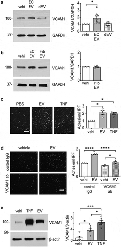 Figure 3. Pro-inflammatory effects of EC EVs on VSMCs. (a and b) Serum starved (48 h) rat aortic VSMCs were incubated with vehicle (vehi: PBS), EC EVs (5x108 particles) from either serum-free conditions or EV-depleted serum conditions (a) or serum-free fibroblast EVs (5 x 108 particles, b) for 6 hours and expression of VCAM-1 and GAPDH was determined by Western blotting (n = 5–8). (c) Serum starved VSMCs were incubated with vehicle, EC-derived EVs (5 x 108 particles) or TNF-α (TNF: 10 ng/mL) for 16 hours, washed and then incubated with THP-1 monocytes for 30 min. Adherent THP-1 cells were counted (n = 4). (d) VSMC were serum-starved followed by incubation with EC-derived EVs for 16 hours as in 1 C. However, prior to incubation with THP-1 cells, 1.0 µg/mL of either rabbit IgG or VCAM-1 antibody was added for 1 hour to block binding through VCAM-1 (n = 3). (e) Mouse aorta organ culture was incubated with vehicle, EC-derived EVs (109 particles) or TNF-α (TNF: 10 ng/mL) for 16 hours. Western blotting was performed to evaluate expression of VCAM-1 and β-actin (n = 5). The bars in the graphs show the mean±SEM. *, **, *** indicate p < 0.05, 0.01, and 0.001, respectively.