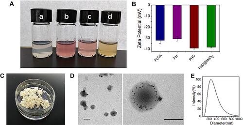 Figure 2 Preparation and characterization of nanoparticles. (A) Photo of (a) PLGA, (b) PLGA-HMME (c) PLGA-HMME-DTX and (d) PLGA-HMME-DTX@MnO2 nanoparticles in buffer. (B) Zeta-potential of four nanoparticles. (C) PLGA-HMME-DTX@MnO2 nanoparticle after lyophilization. (D) TME images of PLGA-HMME-DTX@MnO2 nanoparticles (The black scale bars represent 100 nm). (E) Particle-size distribution of PLGA-HMME-DTX@MnO2.