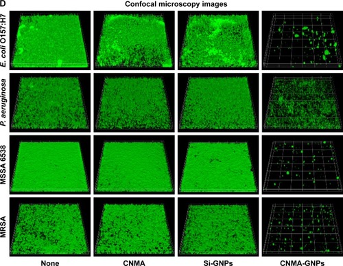 Figure 3 Effects of nano-dispersions on biofilm formation. The effects of different concentrations of (A) CNMA, (B) Si-GNPs and (C) CNMA-GNPs, on biofilm formation by E. coli O157:H7, P. aeruginosa, MSSA 6538, and MRSA were examined after incubation for 24 h in 96-well plates without shaking. At least three independent experiments were conducted. (D) Representative 3D projection confocal laser scanning microscopy images of E. coli O157:H7, P. aeruginosa, MSSA 6538, and MRSA biofilms after treatment with free CNMA, Si-GNPs, and CNMA-GNPs or none (control). *P<0.05 versus the control.Abbreviations: CNMA, cinnamaldehyde; GNP, gold nanoparticle; MRSA, methicillin-resistant Staphylococcus aureus; MSSA, methicillin-sensitive Staphylococcus aureus; Si, silica.