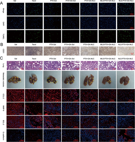 Figure 7 (A and B) The TUNEL staining and CD31 staining of tumor. (C) In vivo antimetastatic effect and mechanism of NLCs (H&E staining of the lung tissues after various treatments, metastatic nodules in the lung, and Immunohistochemical staining of CCL-2 of lung and immunofluorescence staining of MMP-9, BCL-2 and E-cadherin of the primary tumor tissues). Scale bar = 100 μm.