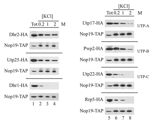 Figure 6 TAP purification of Nop19p-TAP under stringent conditions. (A) Nop19p-TAP was affinity purified under native conditions (see Materials and Methods). Nop19p-TAP-containing complexes bound to IgG were extensively washed with buffers containing 200 mM, 1 M or 2 M salt (KCl) concentration before Tev elution. Final purified samples were separated by SDS-polyacrylamide gel electrophoresis and observed after silver staining coloration. Samples were next subjected to mass spectrometry analysis. (B) Proteins specifically associated with Nop19p. Interactions identified by mass spectrometry analysis were individually verified. 3HA-tag versions of proteins of interest (Dhr2p, Utp25p, Dhr1p, Utp17p, Pwp2p, Utp22p, Rrp5p) were expressed in a NOP19::TAP background strain. Total extracts were immobilized on IgG and submitted to extensive washes with buffers containing 200 mM, 1 M or 2 M salt (KCl) before elution. Eluted proteins were analyzed by western blotting using PAP and HA antibodies.