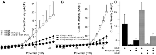 Figure 3. A, B) Current density was obtained from whole‐cell current recordings of COS‐7 cells that were transfected with KCNQ1 (1.5 µg, n = 7), KCNQ1‐IVS7‐2A>G (1.5 µg, n = 8); KCNQ1 (0.75 µg)+KCNQ1 IVS7‐2A>G (0.75 µg each, n = 14), KCNQ1+KCNE1 (1.5 µg each, n = 7), KCNQ1 IVS/‐2A>G+KCNE1 (1.5 µg each, n = 8), or KCNQ1+KCNQ1 IVS/‐2A>G+KCNE1 (0.75 µg, 0.75 µg, and 1.5 µg respectively, n = 11). Cells were held to –80 mV then depolarized to various potentials ranging from –100 mV to+50 mV. C) Current density at +40 mV. Each value represents Mean ± SEM.