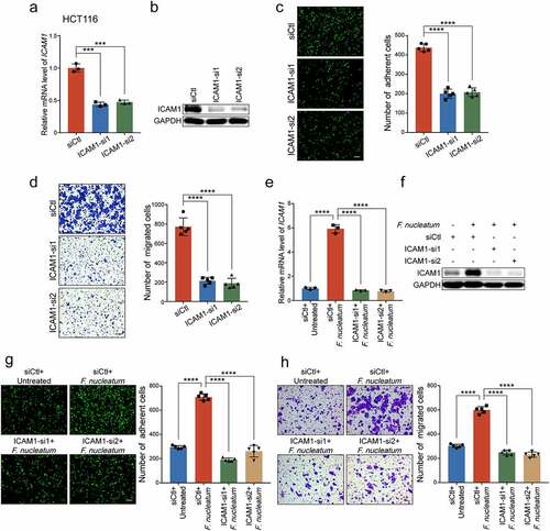 Figure 2. ICAM1 is involved in F. nucleatum-induced CRC cells adhesion to endothelial cells and migration in vitro. (a-b) Quantitative RT-PCR (a) and Western blot analysis (b) of ICAM1 were performed in HCT116 cells transfected with two siRNAs targeting ICAM1 or control siRNAs. (c-d) Adhesion assay (c) and migration assay (d) of HCT116 cells transfected with the indicated siRNAs. The migrated cells were observed at 24 hours. Scale bar, 100 μm. (e-f) Quantitative RT-PCR (e) and Western blot analysis (f) were performed in HCT116 cells. They were transfected with the indicated siRNAs, and then co-cultured with F. nucleatum or PBS. (g-h) HCT116 cells transfected with the indicated siRNAs were co-cultured with F. nucleatum, and subjected to adhesion assay (g) and migration assay (h). The migrated cells were observed at 18 hours. Scale bar, 100 μm. Data are shown as mean ± SD. *** P < .001, **** P < .0001, by Student’s t test.