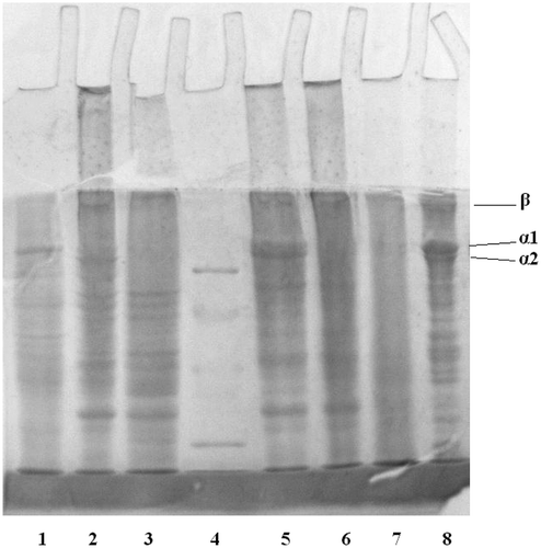 FIGURE 4 The SDS-PAGE patterns of PT and AT gelatin. Lane 1: first PT gelatin; Lane 2: second PT gelatin; Lane 3: third PT gelatin; Lane 4: standard protein; Lane 5: first AT gelatin; Lane 6: second AT gelatin; Lane 7: third AT gelatin; Lane 8: first channel catfish head bone gelatin. Molecular weights from top to bottom in the standard protein are 97,400, 66,200, 43,000, 31,000, and 20,000Da, respectively.
