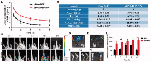 Figure 4. Pharmacokinetics and joint tissue distribution were studied by HPLC and in vivo real-time fluorescence imaging system. Joint concentration-time curves (A) and corresponding parameters (B) of free DSP and pDNA/DSP-NPs. Results were presented as mean ± SD (n = 3). (C) The imaging of DID fluorescence in joints with free DID and DID-NPs at different time points after administration. The ex vivo imaging of DID fluorescence in vital organs with free DID (D) and DID-NPs (E), joints with free DID (F) and DID-NPs (G), and plasma (H) (left: DID; right: DID-NPs) at 24 h after administration. (I) Semi-quantitation of fluorescence intensity in joints. Results were presented as mean ± SD (n = 3). *p < .05.