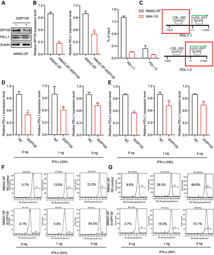 Figure 6 Function of DPY30 in regulation of PD-L1 expression. (A and B) MMAC-SF cells were transiently transfected with DPY30-specific SiRNA, and the protein levels of DPY30 and PD-L1 were analyzed by Western blotting, and the mRNA levels of DPY30 and PD-L1 were detected by RT-PCR. (C) The H3K4me3 levels in the PD-L1 promoter region in MMAC-SF and WM-115 cell lines were analyzed by ChIP. (D and E) MMAC-SF cells and MMAC-SF Si-DPY30 cells were treated with IFN-γ at the prescribed dose for 24 h or 48h, and analyzed for PD-L1 mRNA level by RT-PCR. (F and G) MMAC-SF cells and MMAC-SF Si-DPY30 cells were treated with IFN-γ at the prescribed dose for 24 h or 48h, stained with PD-L1 specific MAb, and analyzed by flow cytometry. **P< 0.01.