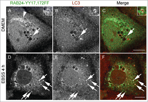 Figure 7. Tyrosine phosphorylation is less important for the targeting of RAB24 to LC3 vesicles. Mutant RAB24 plasmids were expressed in NRK cells. Cells were kept in full culture medium (DMEM) or treated with a serum and amino acid-free medium (EBSS) and after fixation labeled with antibodies against RAB24 and LC3. Tyrosine phosphorylation-deficient mutant YY17,172FF resembled wild-type RAB24 with perinuclear localization (arrowhead) (compare to Fig. 4A). RAB24 mutant partially colocalized with LC3 in full-culture medium (A to C, arrows) and after EBSS treatment (D to F, arrows). For quantitative analysis of colocalization, see Figure S3. Bar: 10 μm.