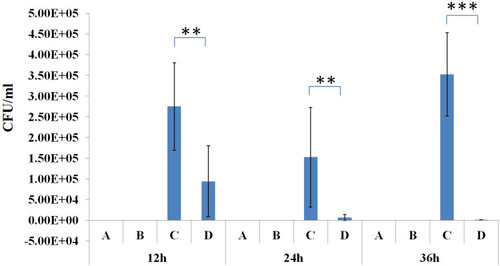 Figure 8 Bacterial load in the lung tissue of the control group (A), phage group (B), bacteria-infected group (C) and phage-rescue group (D) at 12 hpi; 24 hpi and 36 hpi. **P<0.01; ***P<0.001.