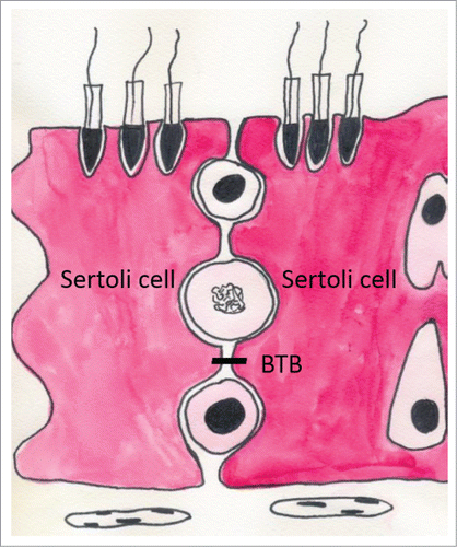 Figure 3. The blood-testis barrier (BTB) is formed by tight junction protein between Sertoli cells.