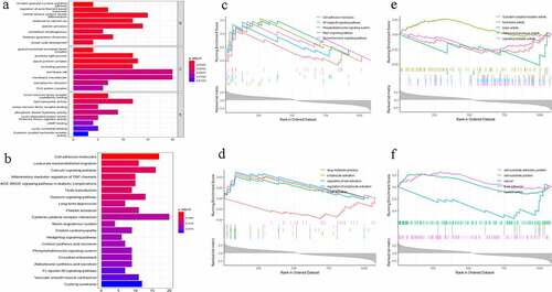 Figure 3. (a) Enrichment analysis of Gene Ontology (GO) function. (b) Enrichment analysis of Kyoto Encyclopedia of Genes and Genomes (KEGG) signaling pathway. The color represents the P value and X-axis represents gene number. (c) Gene Set Enrichment Analysis (GSEA) of KEGG signaling pathway. (d) Gene set enrichment analysis of biology process (BP). (e) Gene set enrichment analysis of molecular function (MF). (f) Gene set enrichment analysis of cellular component (CC)