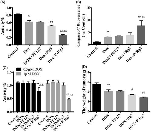Figure 7. P-Rg3 increased the inhibitory effect of DOX in breast cancer. (A) Viability of 4T1β cells was measured by MTT, n = 6. (B) Cell apoptosis was measured by caspase 3/7 probe in 4T1β cells, n = 6. (C) Viability of MDA-MB-231 cells was measured by MTT, n = 6. (D) After treatment for 14 days, the tumor weight was examined in each group, n = 6. Data are expressed as mean ± SD, **p < .01 compared with the control group; #p < .05, ##p < .01 compared with the DOX group; &&p < .01 compared with the Rg3 group.