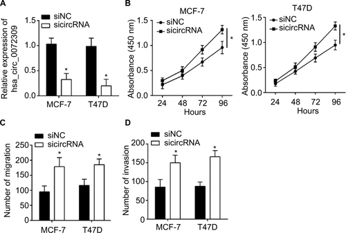 Figure S1 hsa_circ_0072309 silencing promotes breast cancer cell proliferation, migration, and invasion.Notes: (A) qRT-PCR showed hsa_circ_0072309 level was decreased after siRNA transfection. (B) CCK-8 assay showed that hsa_circ_0072309 silencing promoted proliferation. (C, D) Transwell assay showed that hsa_circ_0072309 silencing led to enhanced migration and invasion in MCF-7 and T47D cells. *P<0.05.Abbreviation: CCK-8, Cell Counting Kit-8.