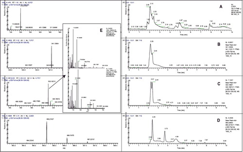 Figure 4. LC-MS/MS analysis of liquid supernatant of Lb. bulgaricus strain 43 grown for 24 h in Lactose medium: total ion chromatogram (A); extracted ion chromatogram for disaccharides (B), trisaccharides (C) and tetrasaccharides (D); MS/MS spectra (E) of two major trisaccharides with m/z = 503.16.